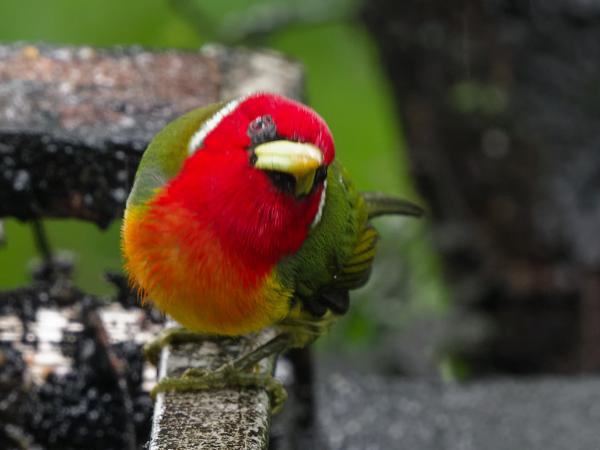 <h3><a href="/trips/costa-rica/biota/animalia/chordata/aves/039 piciformes/003 capitonidae/eubucco bourcierii/eubucco bourcierii-nl.html">Eubucco&nbsp;bourcierii</a> / Red‑headed&nbsp;barbet / Roodkopbaardvogel</h3>OM-1 Mark II met OLYMPUS M.150-400mm F4.5 TC, 1/160 sec  bij F5.6, ISO 5000, afstand 4.26&nbsp;m